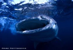 Whale shark feeding, Sodwana Bay, South Africa by Marc Montocchio 